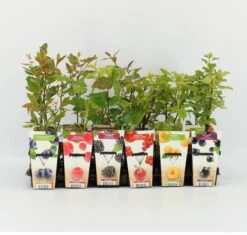 Mini Fruitplanten Mix - Set Van 6 Verschillende Soorten Fruit - Hoogte 30-40 Cm