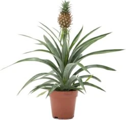 WL Plants - Ananasplant - Ananas Comosus - Kamerplanten - Bromelia - Anti Snurk - Zeer Luchtzuiverend - Gemakkelijk Te Verzorgen - ± 45cm Hoog – 12 Cm Diameter - In Kweekpot