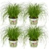 4x Cyperus Alternifolius - Kattengras - 20cm