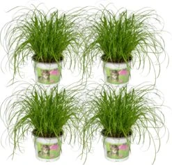 4x Cyperus Alternifolius - Kattengras - 20cm