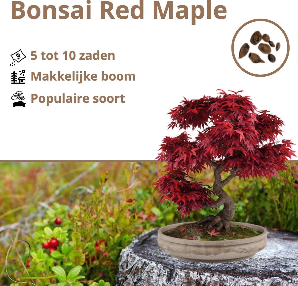 B-seed Zaden Set Incl. E-Book Bonsai Zaden Kweken - Boompje In Pot - Kamerplanten - Kweekset – Cadeau Man & Vrouw - Geschenkset - Afbeelding 2