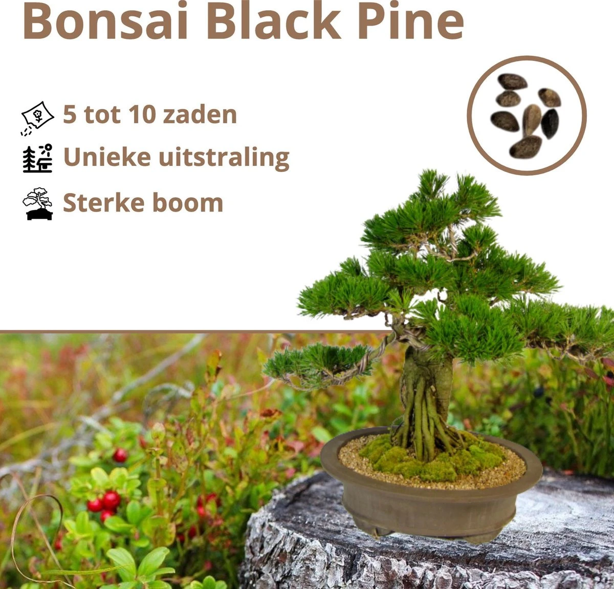 B-seed Zaden Set Incl. E-Book Bonsai Zaden Kweken - Boompje In Pot - Kamerplanten - Kweekset – Cadeau Man & Vrouw - Geschenkset - Afbeelding 3