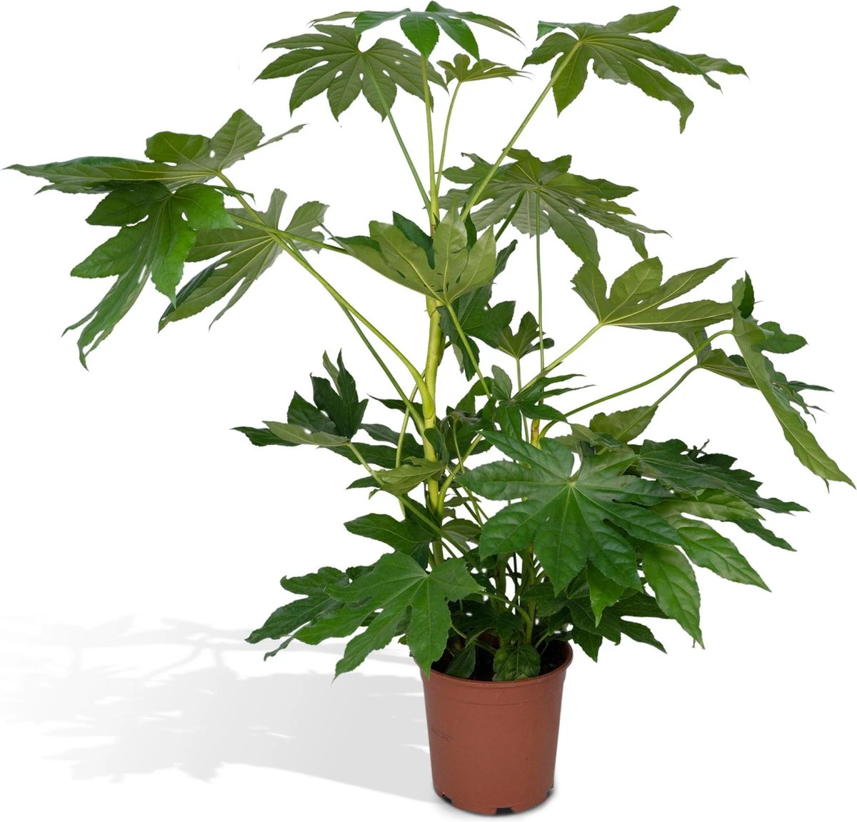 Fatsia Japonica Groen - 85cm