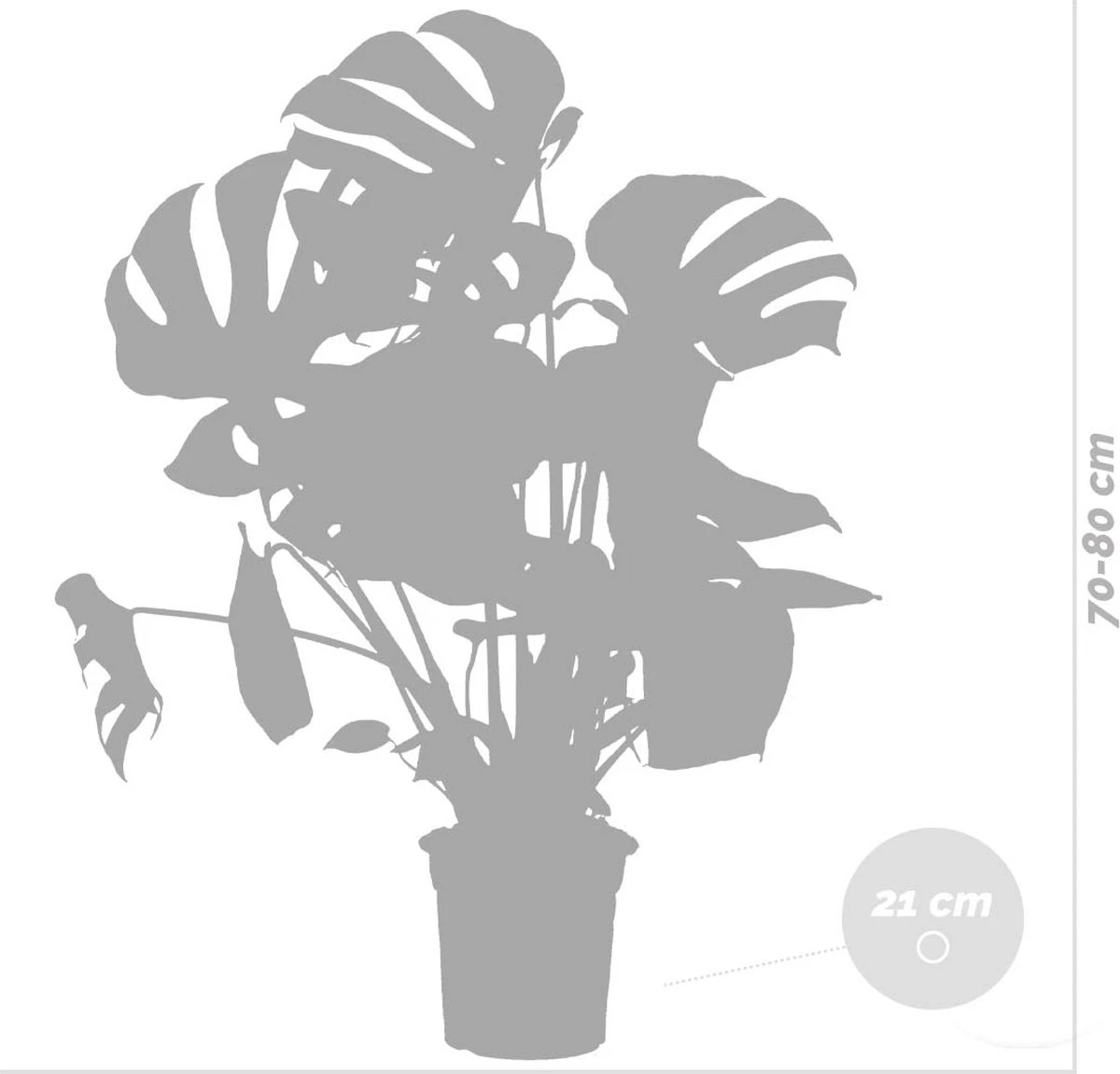 Monstera Deliciosa - Gatenplant - Kamerplant - Luchtzuiverend - ⌀21 Cm - 70-80 Cm - Afbeelding 5