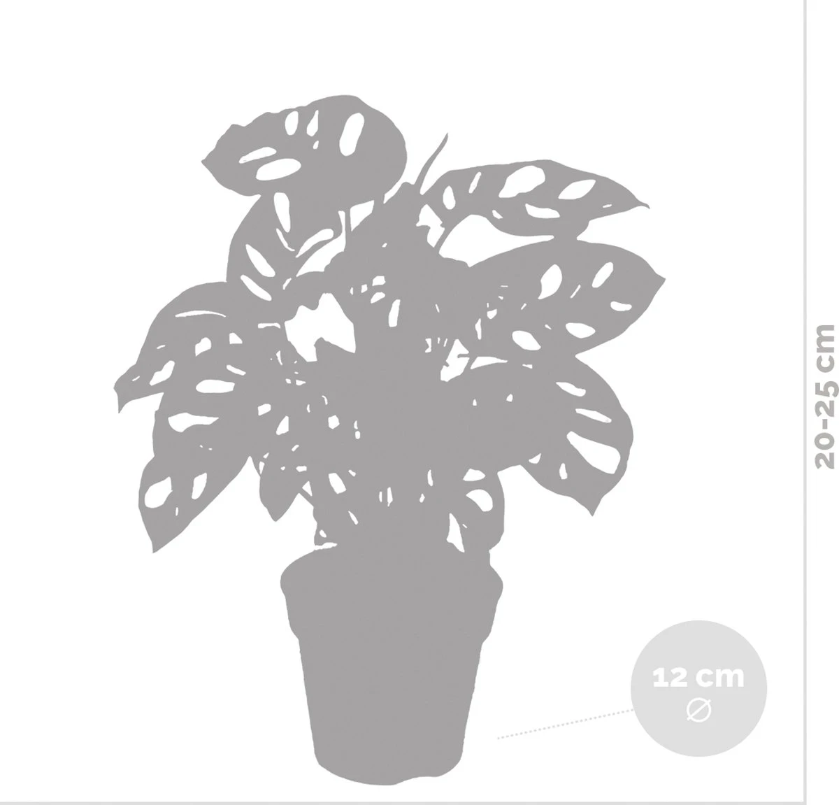 Monstera Adansonii 'Monkey Leaf' - Gatenplant - Kamerplant - Luchtzuiverend - ⌀12 Cm - 20-25 Cm - Afbeelding 5