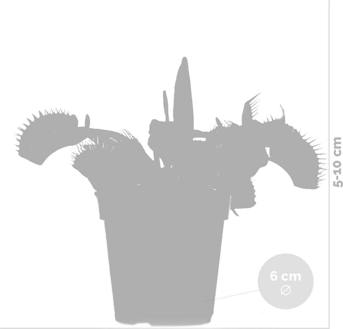 Kleine Vleesetende Plant | Dionaea Per Stuk - Binnen- En Buitenplant In Kwekerspot ⌀6 Cm - ↕10 Cm - Afbeelding 5