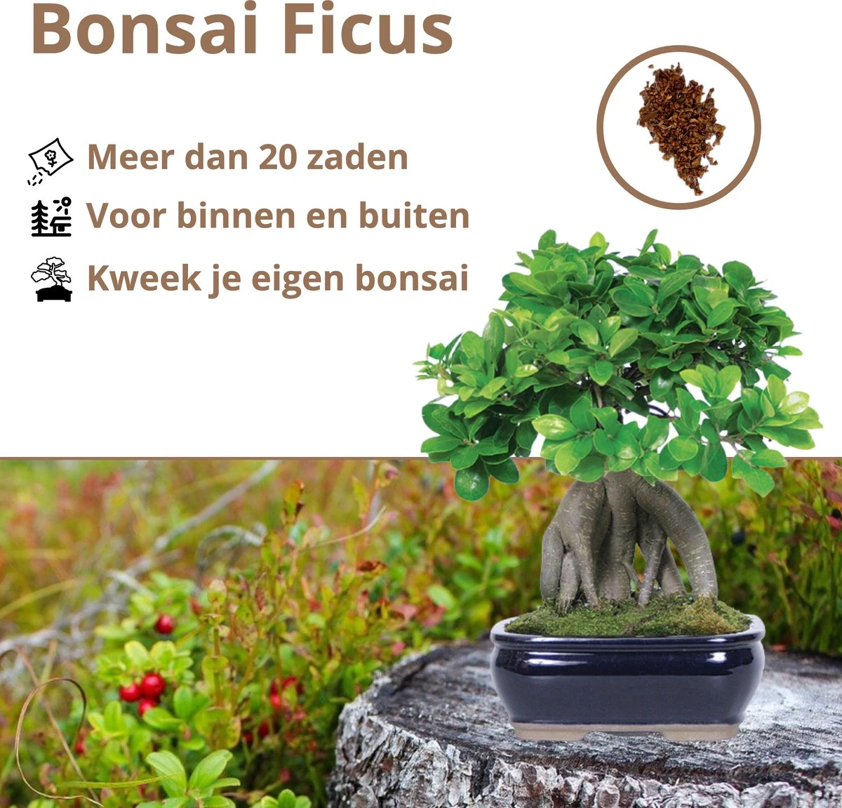B-seed Zaden Set Incl. E-Book Bonsai Zaden Kweken - Boompje In Pot - Kamerplanten - Kweekset – Cadeau Man & Vrouw - Geschenkset - Afbeelding 5