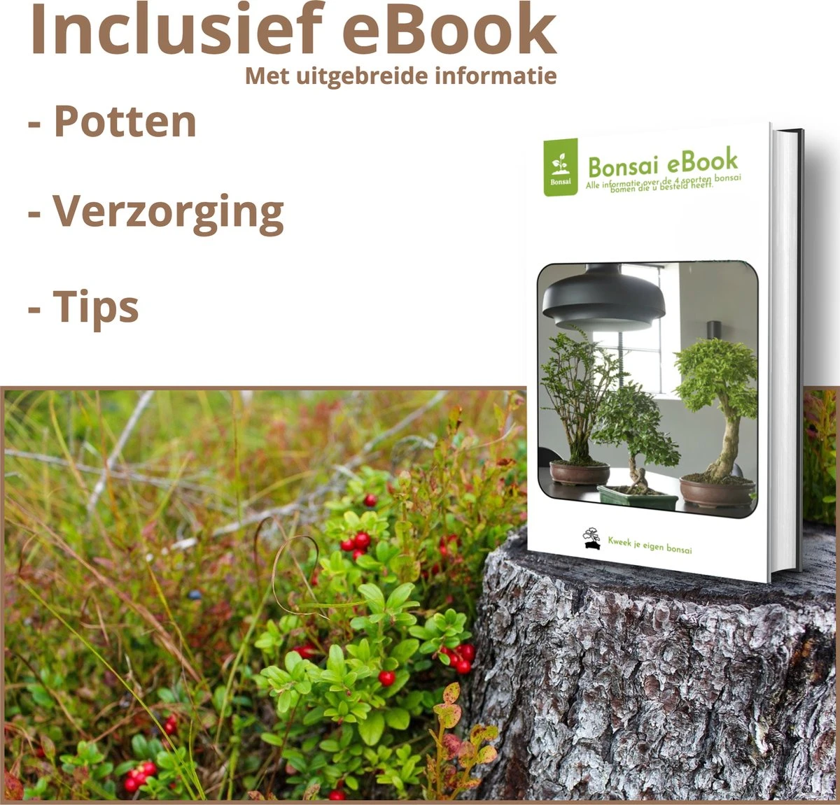 B-seed Zaden Set Incl. E-Book Bonsai Zaden Kweken - Boompje In Pot - Kamerplanten - Kweekset – Cadeau Man & Vrouw - Geschenkset - Afbeelding 6