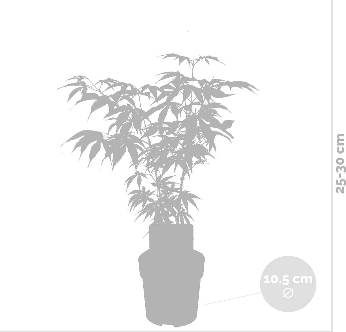 4x Acer Mix - Orange Dream - Going Green - Butterfly - Atropurpureum - ⌀10.5 Cm - 25-30 Cm - Afbeelding 4