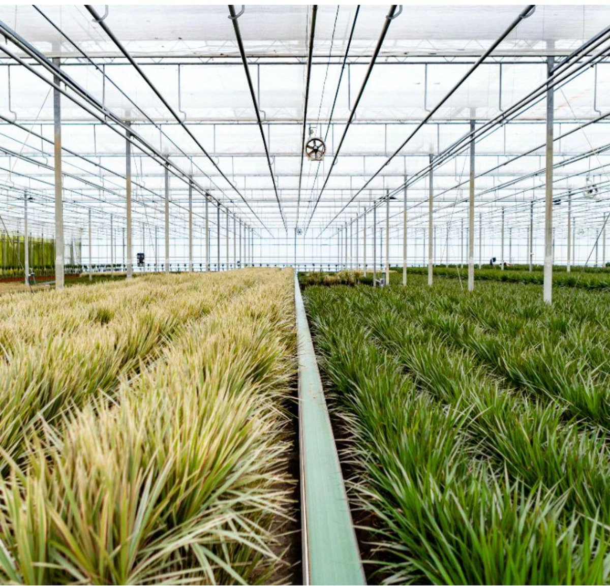 XXL Dracaena Marginata Met Pot - Drakenbloedboom - 120cm Hoog , 21Ø - Kamerplant - Afbeelding 7