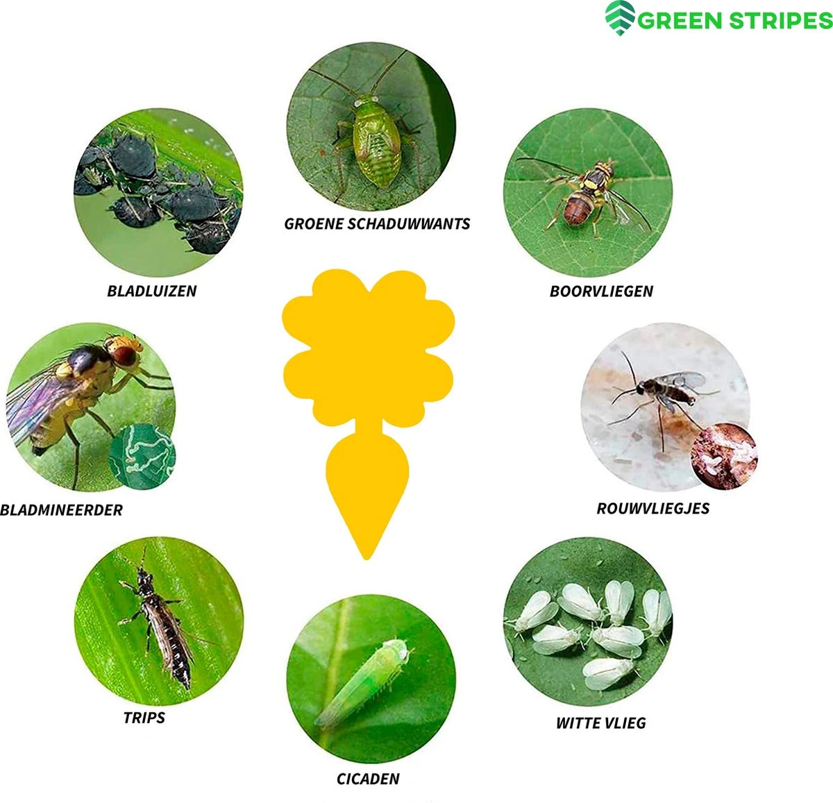 Plak Klavertjes Tegen Rouwvliegjes 15 Stuks - Rouwvliegjes Bestrijden - Varenrouwmug - Plakstrips - Vangkaarten - Vangplaten - Insectenval - Insectenvanger - Afbeelding 3
