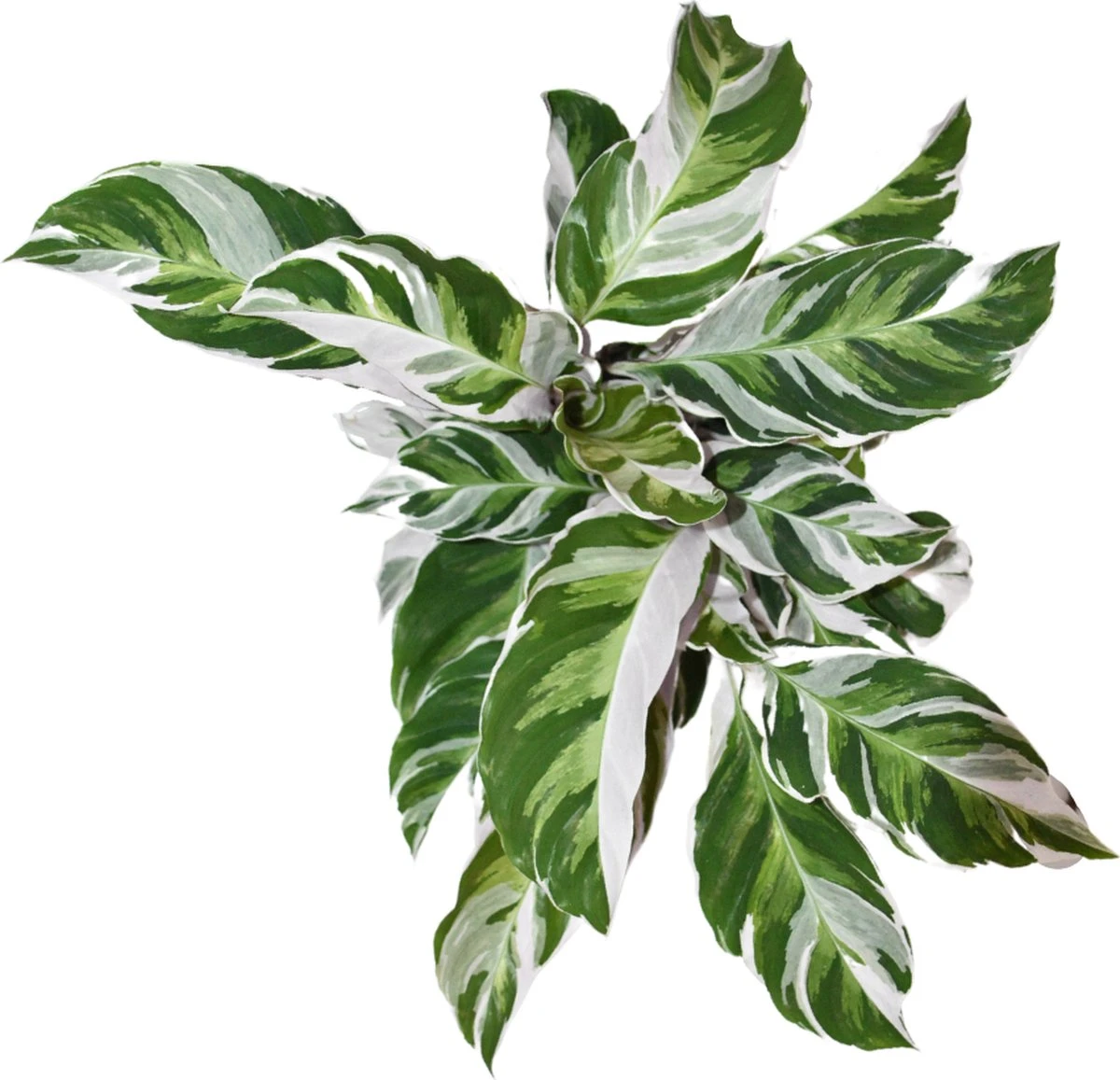 ZynesFlora - Calathea White Fusion - Ø 14 Cm - Hoogte: 35 - 40 Cm - Calathea - Luchtzuiverend - Kamerplant - Afbeelding 2