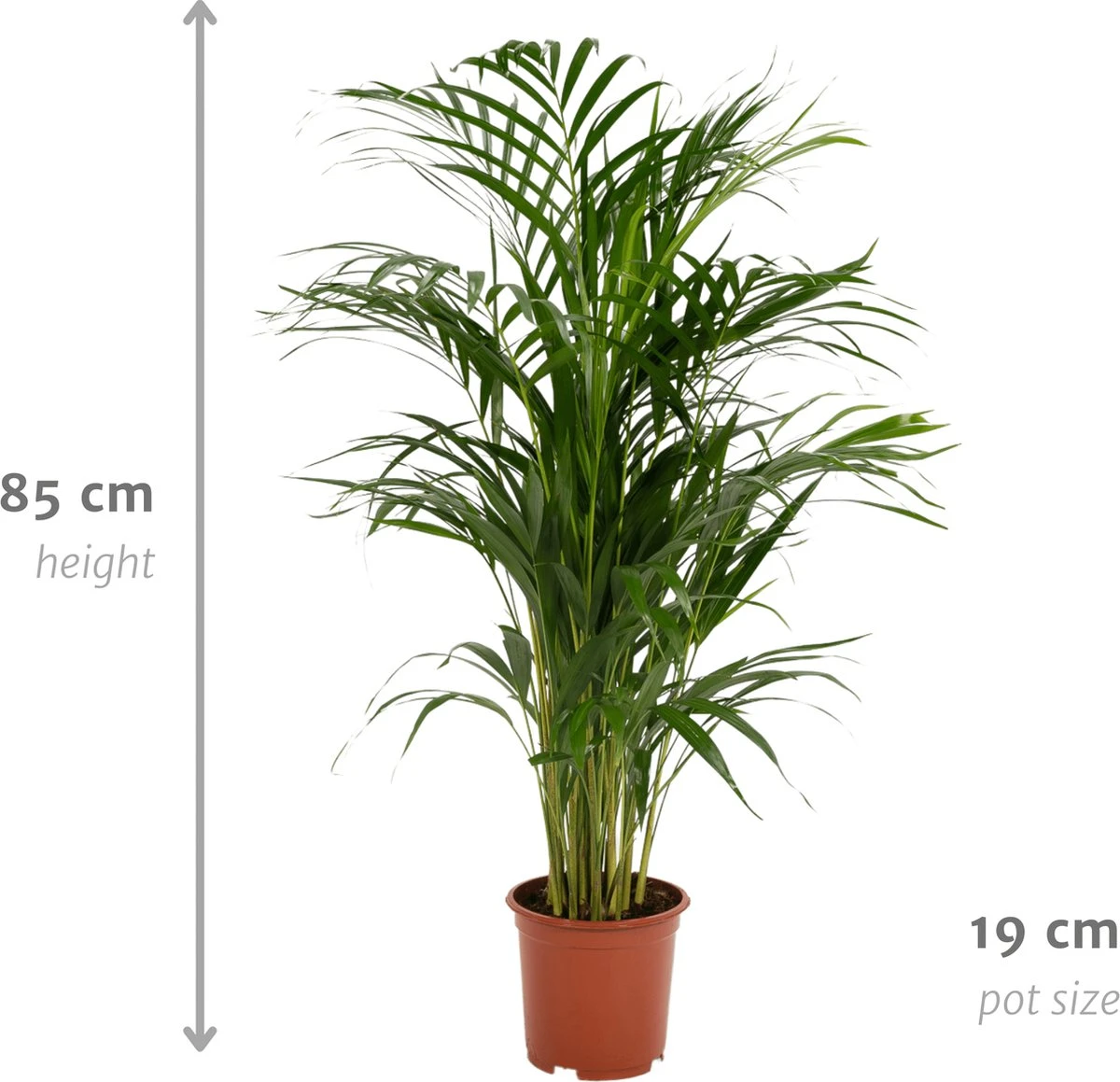 Areca Palm - Goudpalm/Dypsis Lutescens - 85cm Hoog, 19Ø - - Zonder Mand - Afbeelding 6