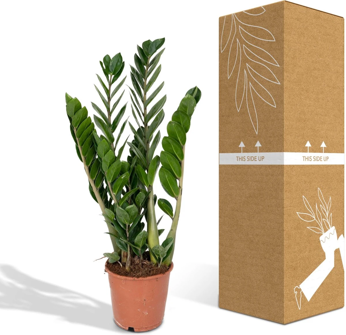 Zamioculcas Zamiifolia - Emerald Palm - 50cm - Afbeelding 4