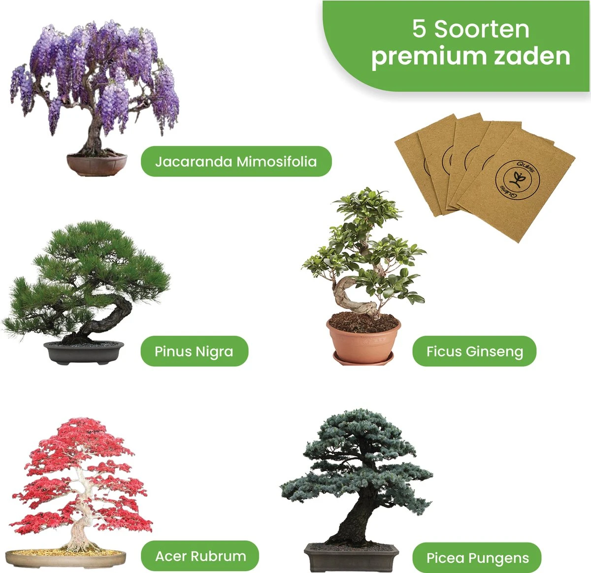 Qubis Bonsai Starters Kit - 23 Delige Kweekset - 5 Soorten Premium Zaden - DIY Pakket - Binnen Bonsai Boompje Kweken - Incl. Rouwvliegjes Vanger - Afbeelding 4