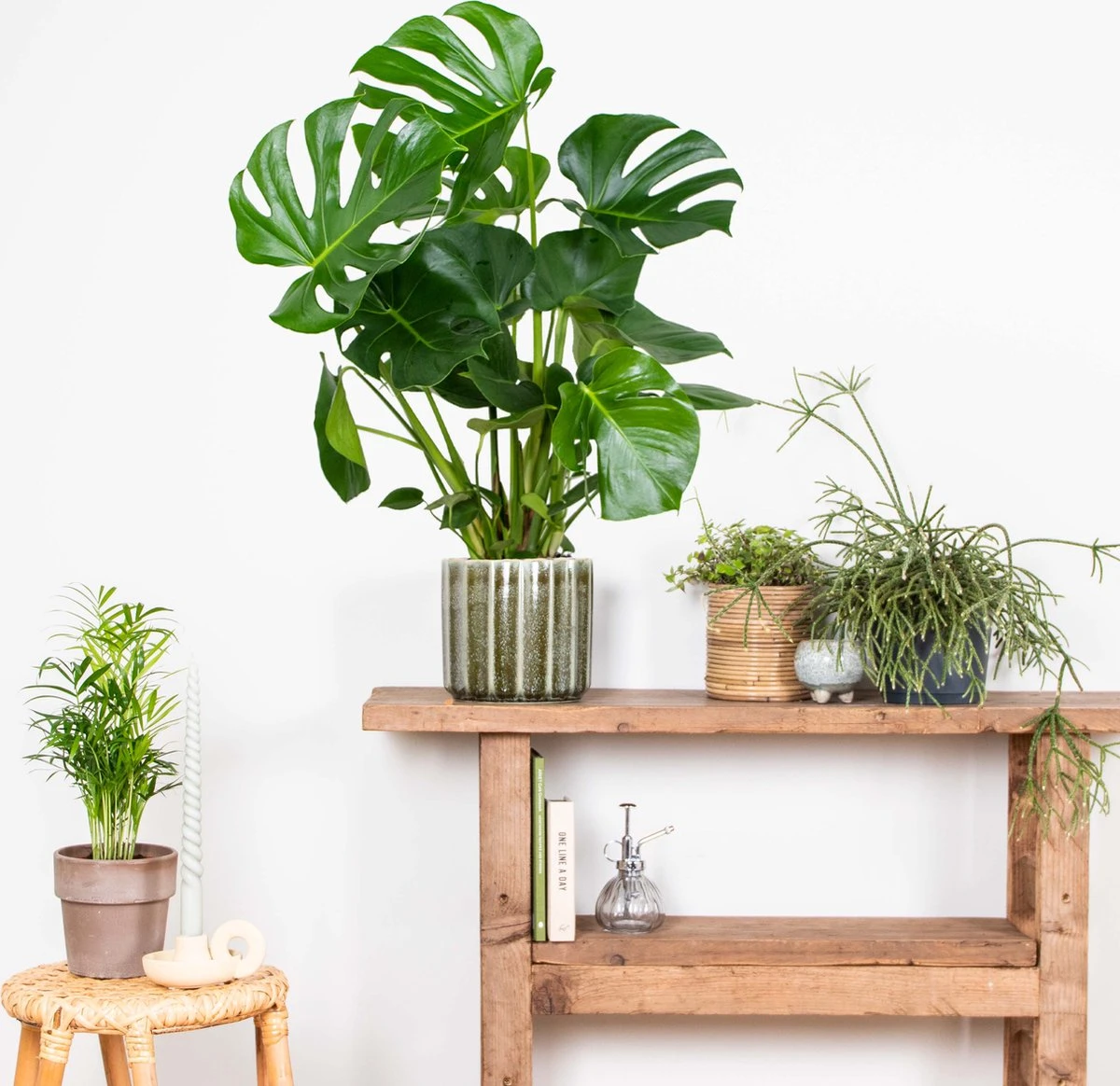 Monstera Deliciosa - Gatenplant - Kamerplant - Luchtzuiverend - ⌀21 Cm - 70-80 Cm - Afbeelding 4