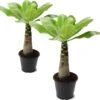 Plant In A Box - Brighamia Insignis - Set Van 2 - Exotische Kamerplant - Pot 12cm - Hoogte 30-40cm