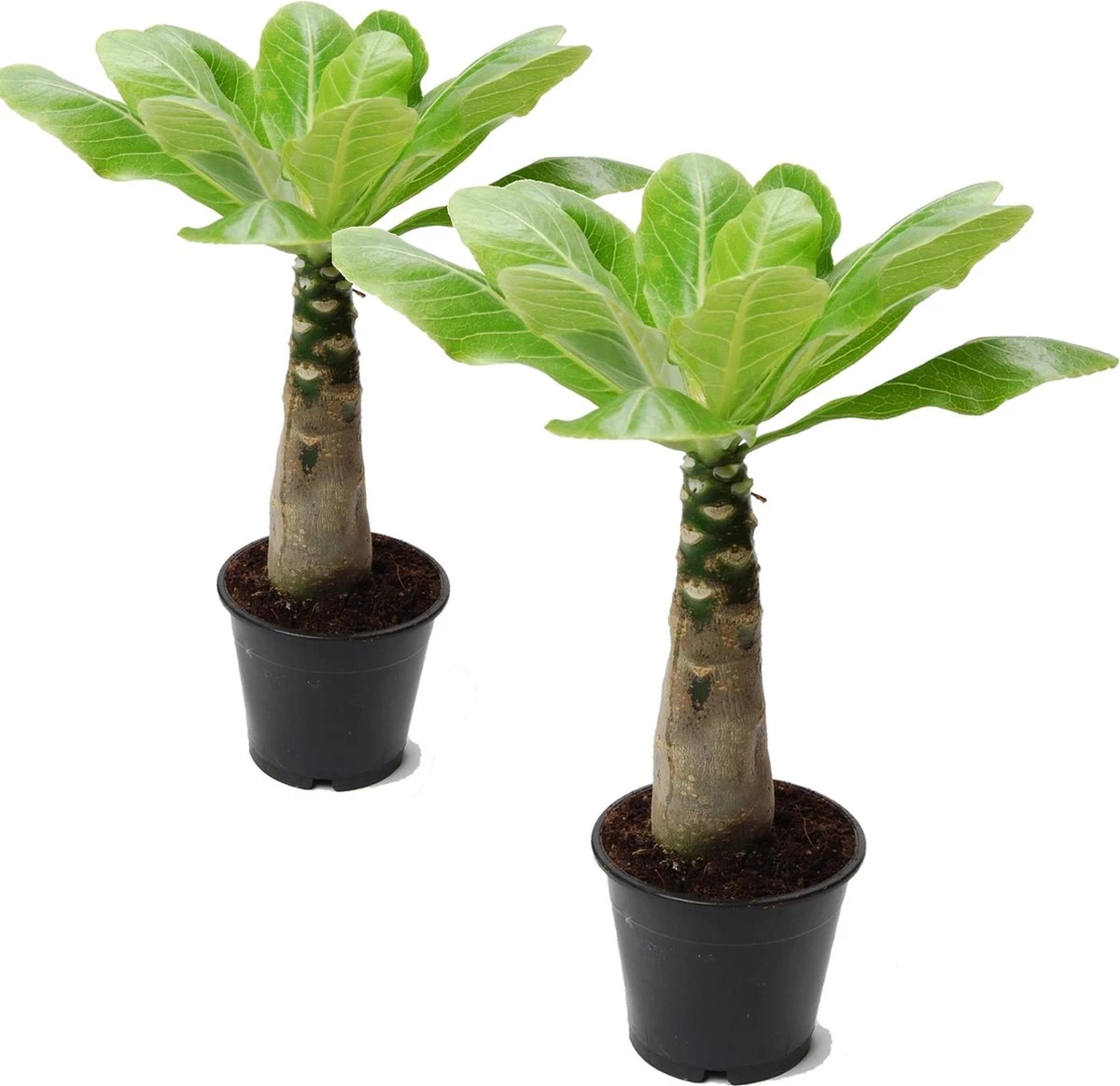 Plant In A Box - Brighamia Insignis - Set Van 2 - Exotische Kamerplant - Pot 12cm - Hoogte 30-40cm
