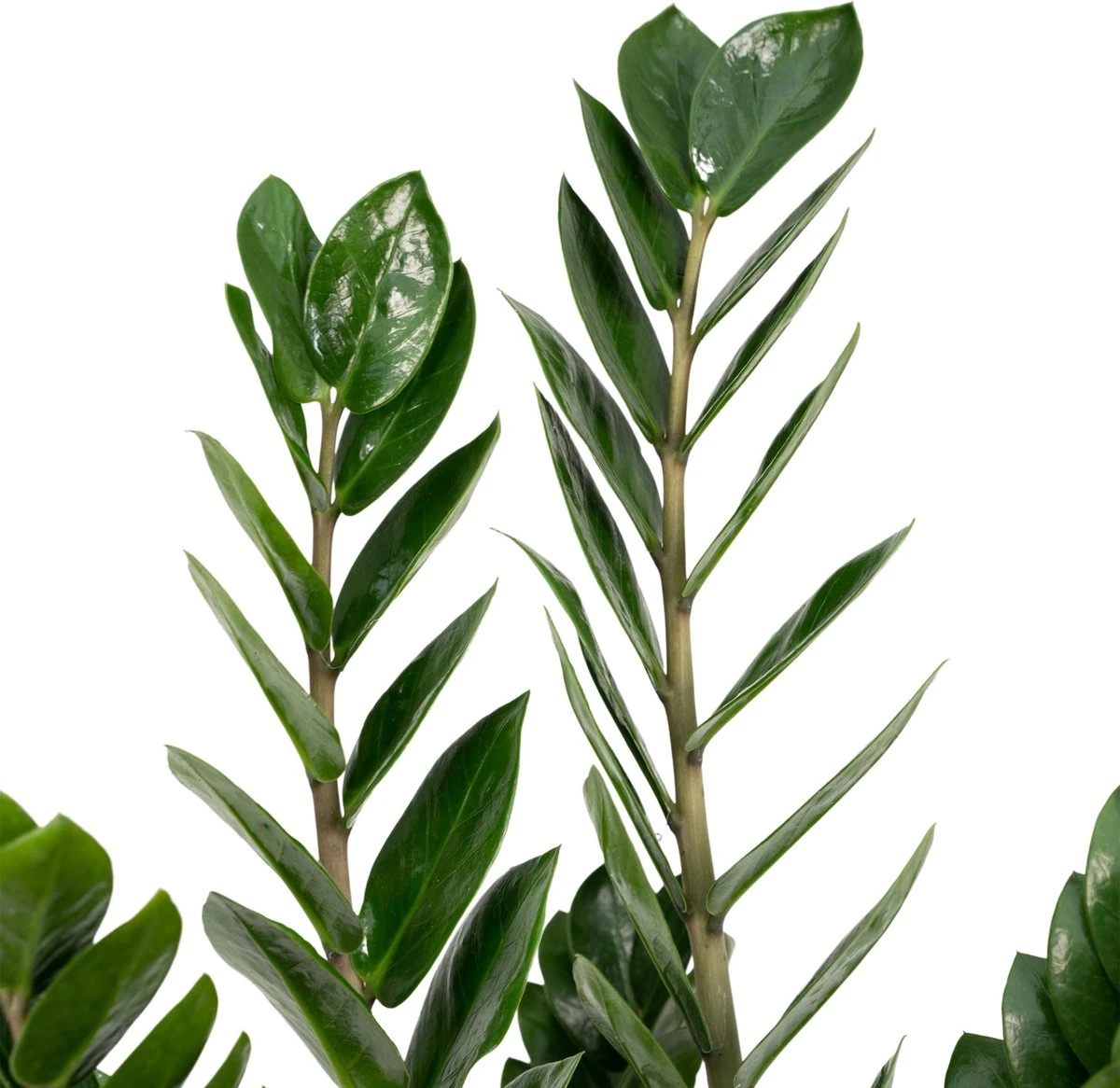 Zamioculcas Zamiifolia - Emerald Palm - 50cm - Afbeelding 2