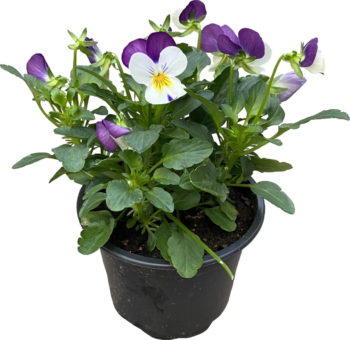 Merkloos Viooltje Grootbloemig Mix 12 Stuks - Afbeelding 3