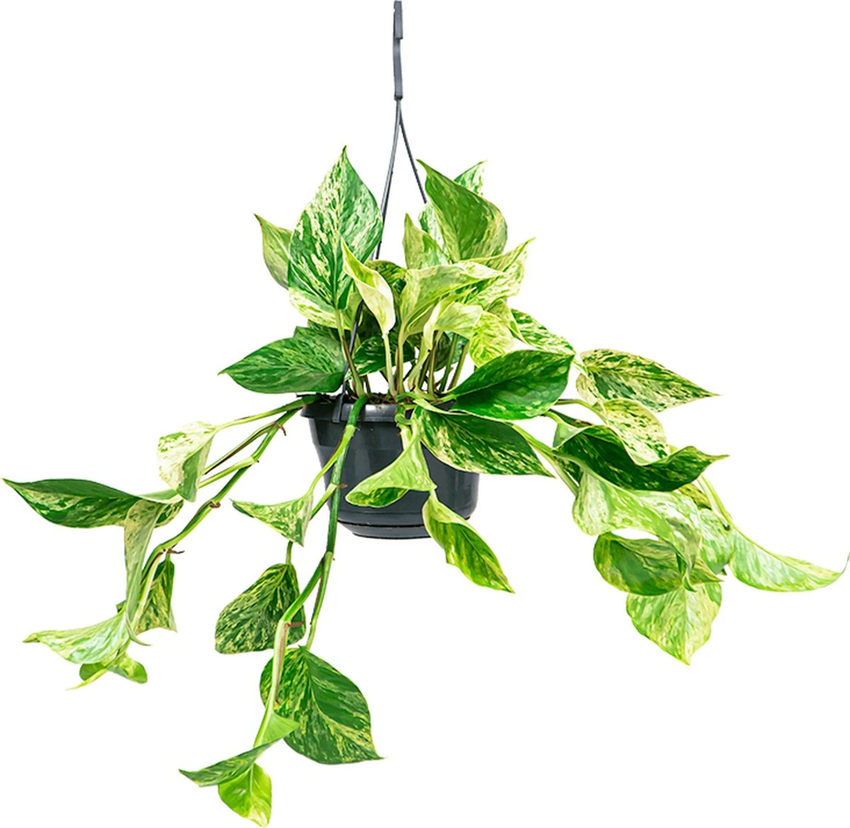 Scindapsus 'Marble Queen' | Drakenklimop