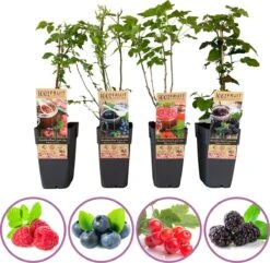 Grootmoeders Jam Mix - Mix Van 4 Fruitplanten: Framboos, Blauwe Bes, Rode Bes, Braam - Hoogte 50-60cm