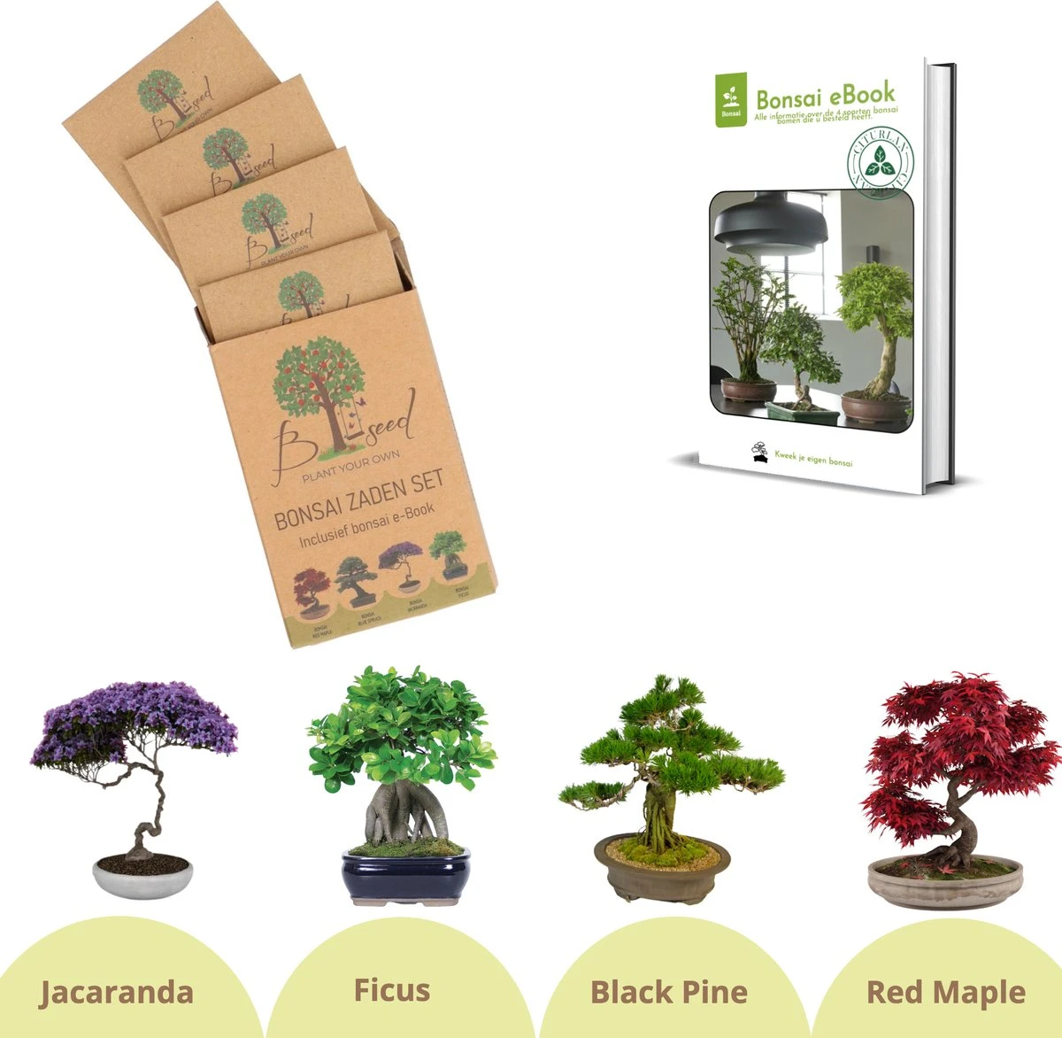 B-seed Zaden Set Incl. E-Book Bonsai Zaden Kweken - Boompje In Pot - Kamerplanten - Kweekset – Cadeau Man & Vrouw - Geschenkset