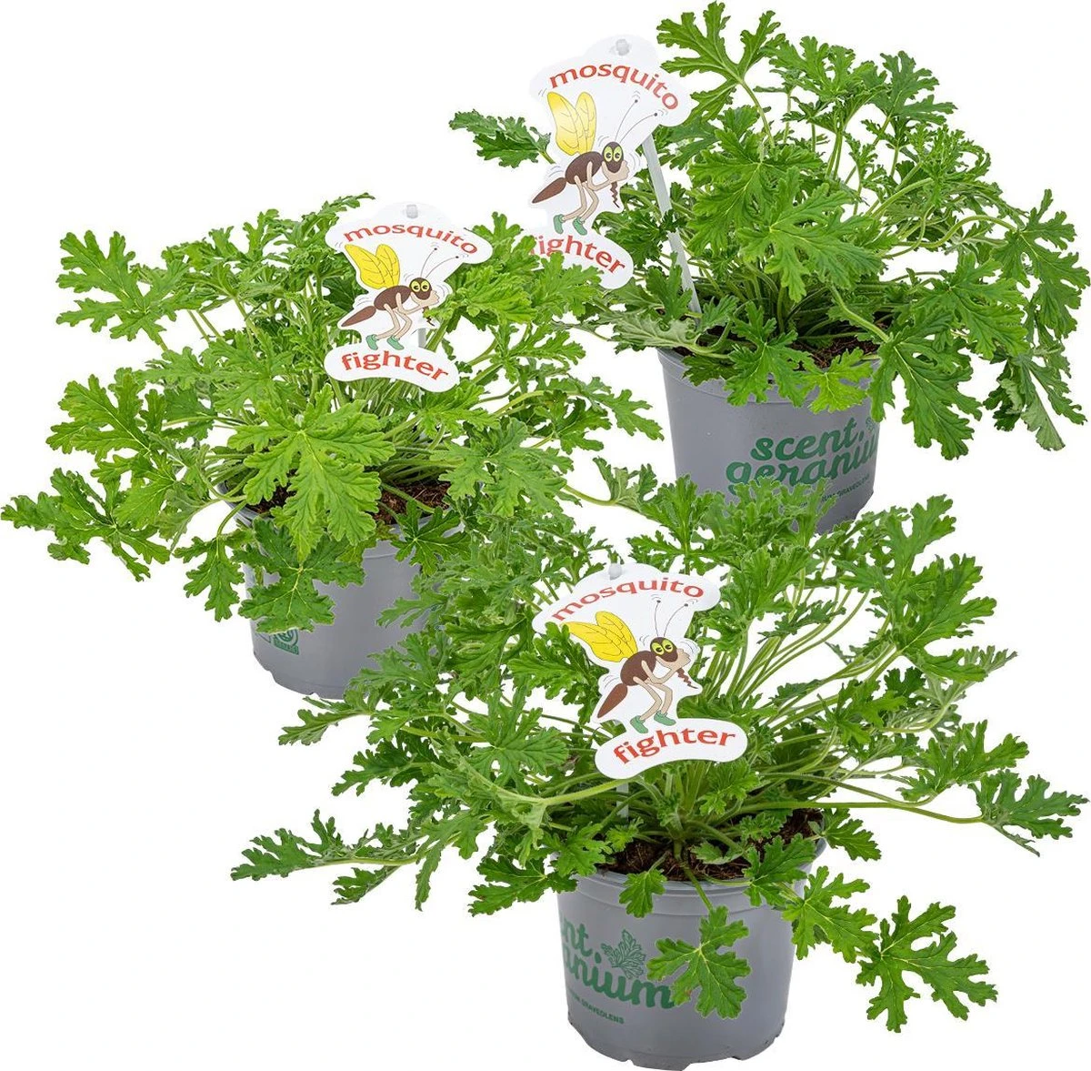 3x Pelargonium Graveolens – Citroengeranium – Anti-muggen - Geurend - ⌀10,5 Cm - 15-20 Cm