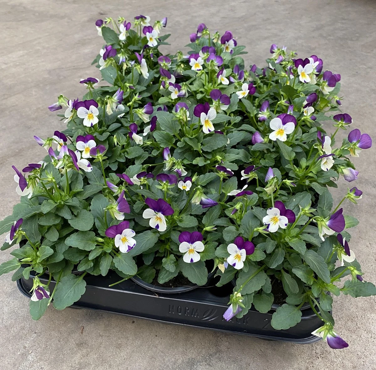 Merkloos Viooltje Grootbloemig Mix 12 Stuks - Afbeelding 7