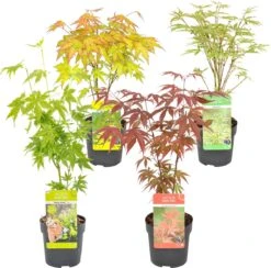 4x Acer Mix - Orange Dream - Going Green - Butterfly - Atropurpureum - ⌀10.5 Cm - 25-30 Cm