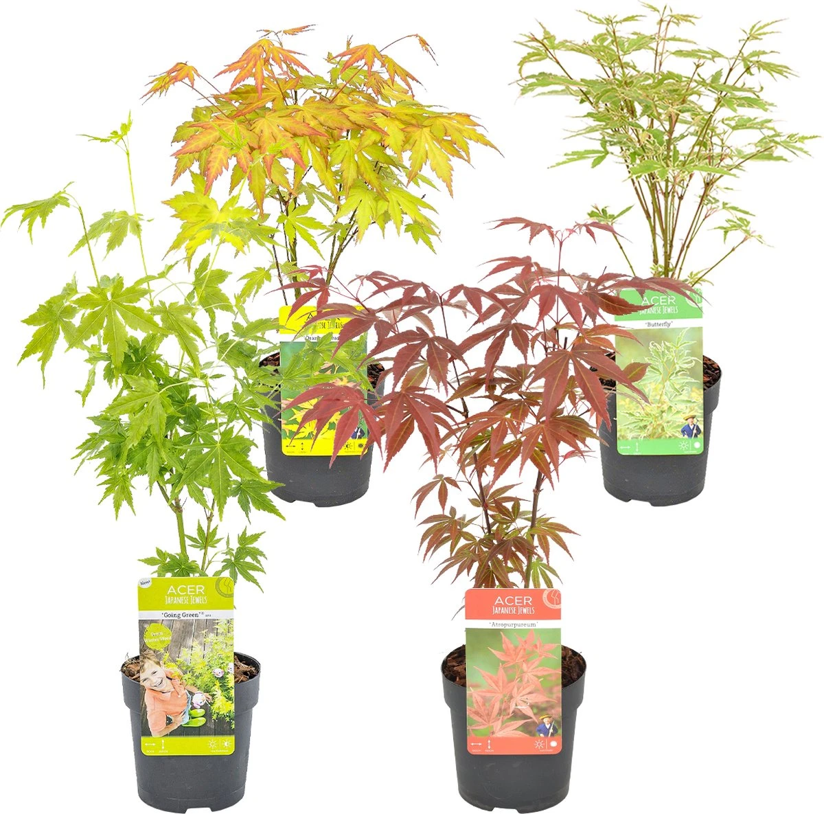 4x Acer Mix - Orange Dream - Going Green - Butterfly - Atropurpureum - ⌀10.5 Cm - 25-30 Cm