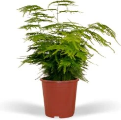 Asparagus Plumosus - Sierasperge - 35cm