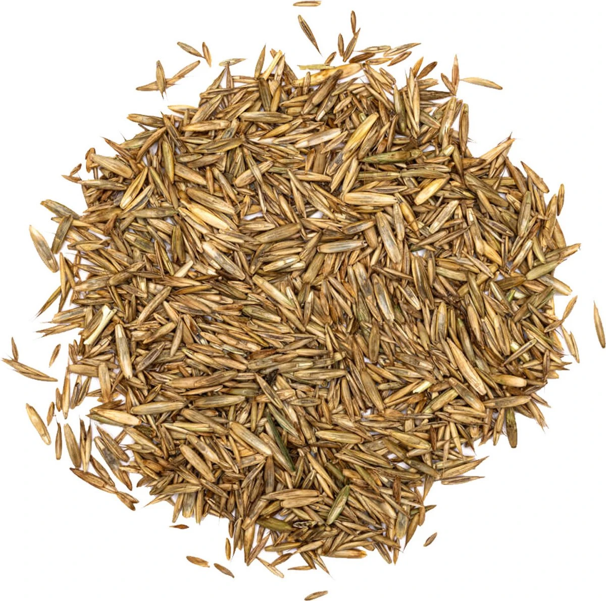 Schaduw Graszaad Voor 50m² Gras | Voor Een Gazon Met Veel Schaduw | Hitte & Droogte Resistent - Afbeelding 2