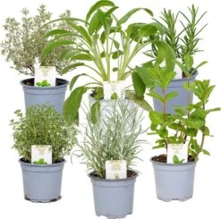 6x Biologische Tuinkruiden Mix - Tuinplanten Mix – Keuken Kruiden - ⌀9 Cm - 10-15 Cm
