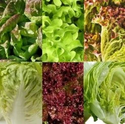 Sla Zaden Assortiment Zaadlint