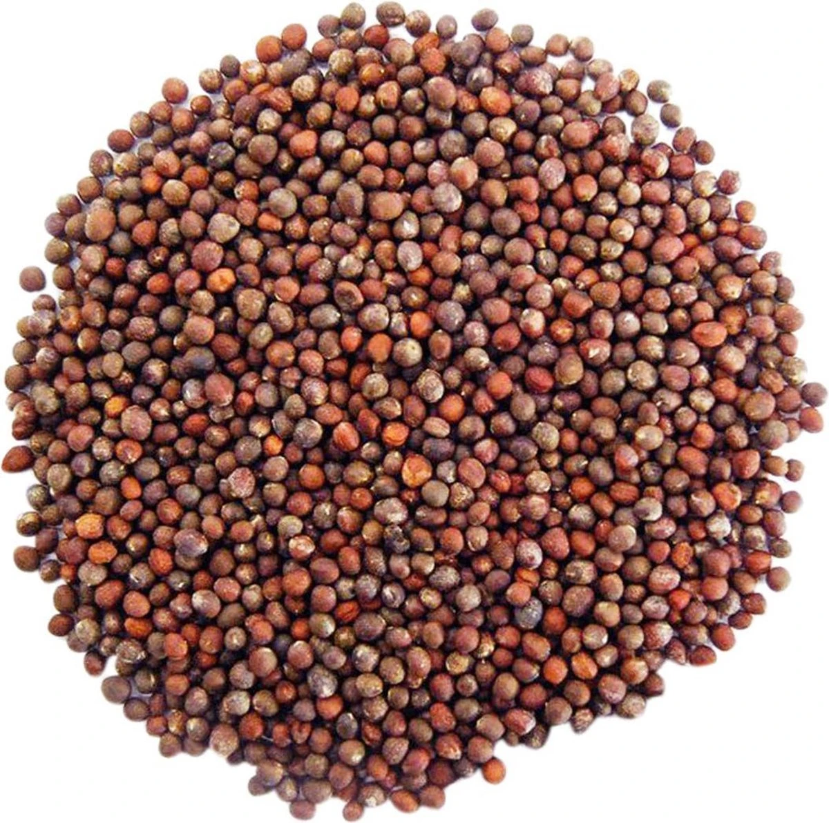 Biologische Broccoli Kiemzaden 250 Gram - Afbeelding 3