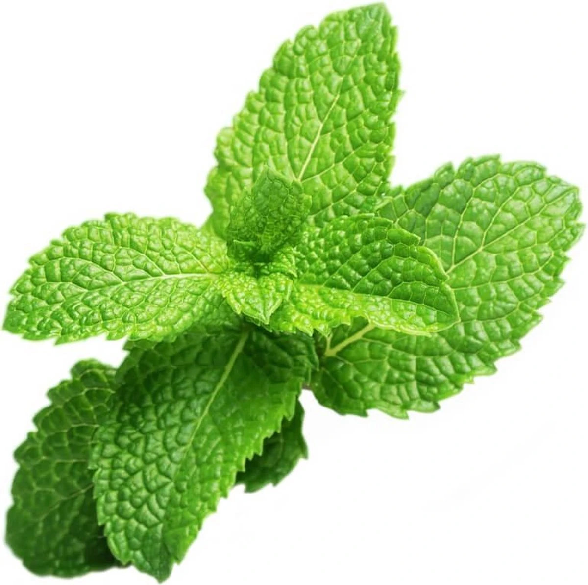 Peppermint Refill 3-Pack Smart Garden - Afbeelding 3