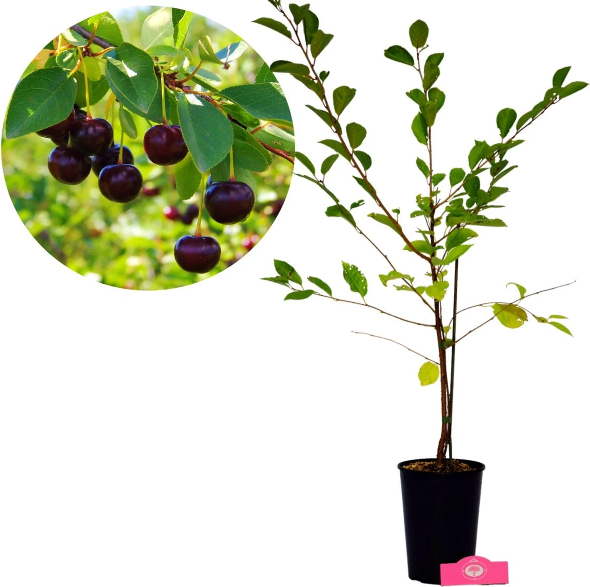 Voedselbos Pakket - 20 Fruitplanten - Op 25m2 Wildplukken! - Permacultuur - Moestuin - Voordeelpakket - Afbeelding 4