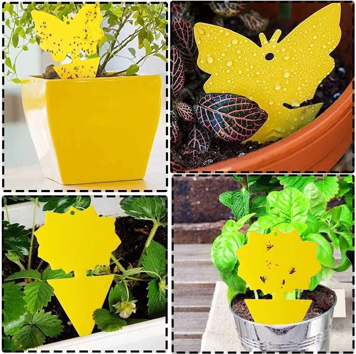 Professor Q - Rouwvliegjes Bestrijden - Fruitvliegjes Vanger - Fruitvlieg - Vliegenvanger - Insectenvanger Tegen Rouwvliegen - Vangplaten - 10 Stuks - Afbeelding 5