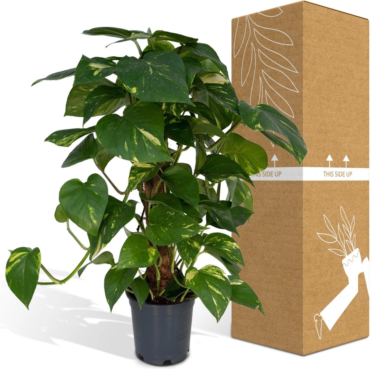 Epipremnum Aureum Mosstok - 60cm - Afbeelding 4