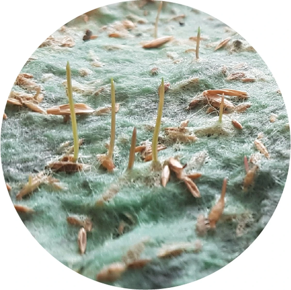 Graszaadmat - Graszaden - Gras Reparatie - Gras Aanleg - Gras Herstel - Graszaad Op Rol - Grasrol - Zeer Gemakkelijk In Gebruik - Biologisch Gras - 0,90X11,1=9,99m2 - Afbeelding 2