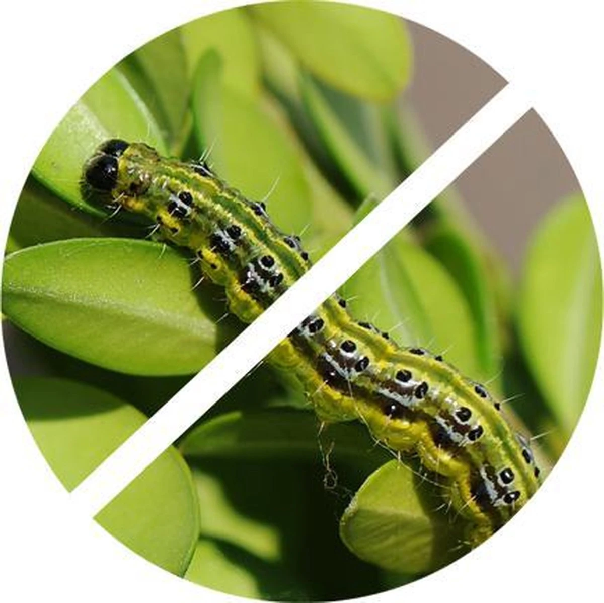 TOPBUXUS Anti Rups (voorheen XenTari) Tegen Buxusrups - Buxusmot - Voor 200 M² Buxus - Afbeelding 6