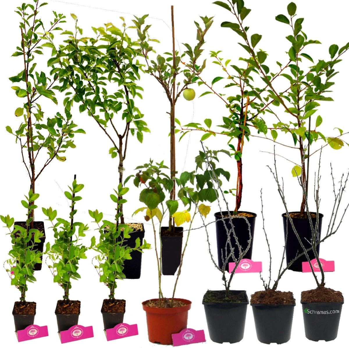 Voedselbos Pakket - 20 Fruitplanten - Op 25m2 Wildplukken! - Permacultuur - Moestuin - Voordeelpakket