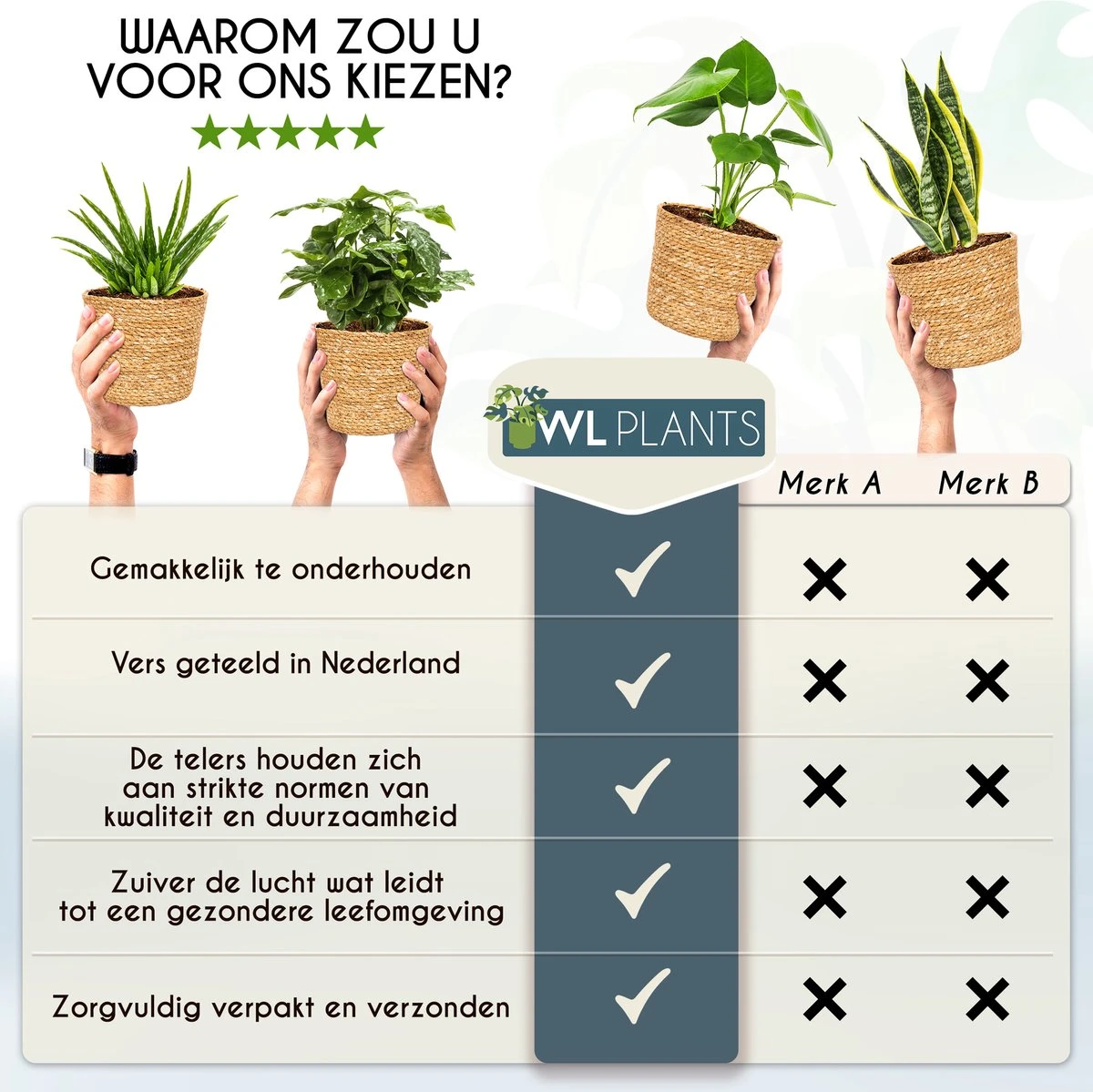 WL Plants - Set Van 4 - Kamerplanten - 1x Aloë Vera, 1x Coffea Arabica, 1x Monstera Deliciosa, 1x Sansevieria Laurentii - 12cm Diameter - Van Professionele Kweek - Groene Planten - Binnen Planten - In Bruine Mand Gemaakt Van Riet - ± 35cm Hoog - Afbeelding 7