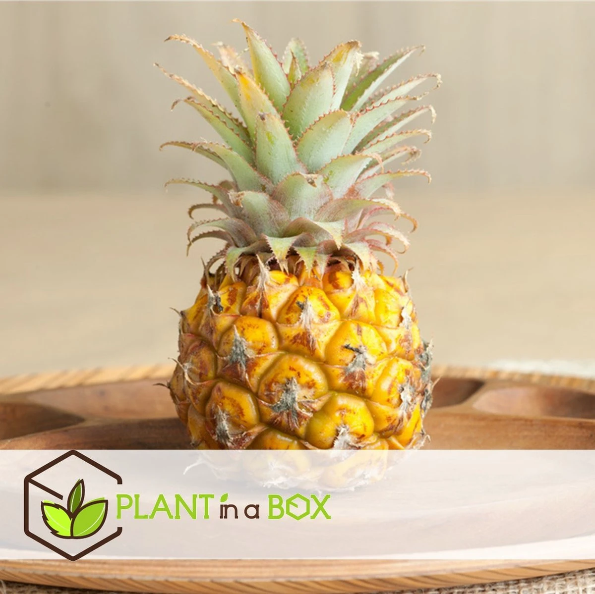 Plant In A Box - Ananasplant Mi Amigo - Kamerplant - Pot 12cm - Hoogte 35-45cm - Afbeelding 3