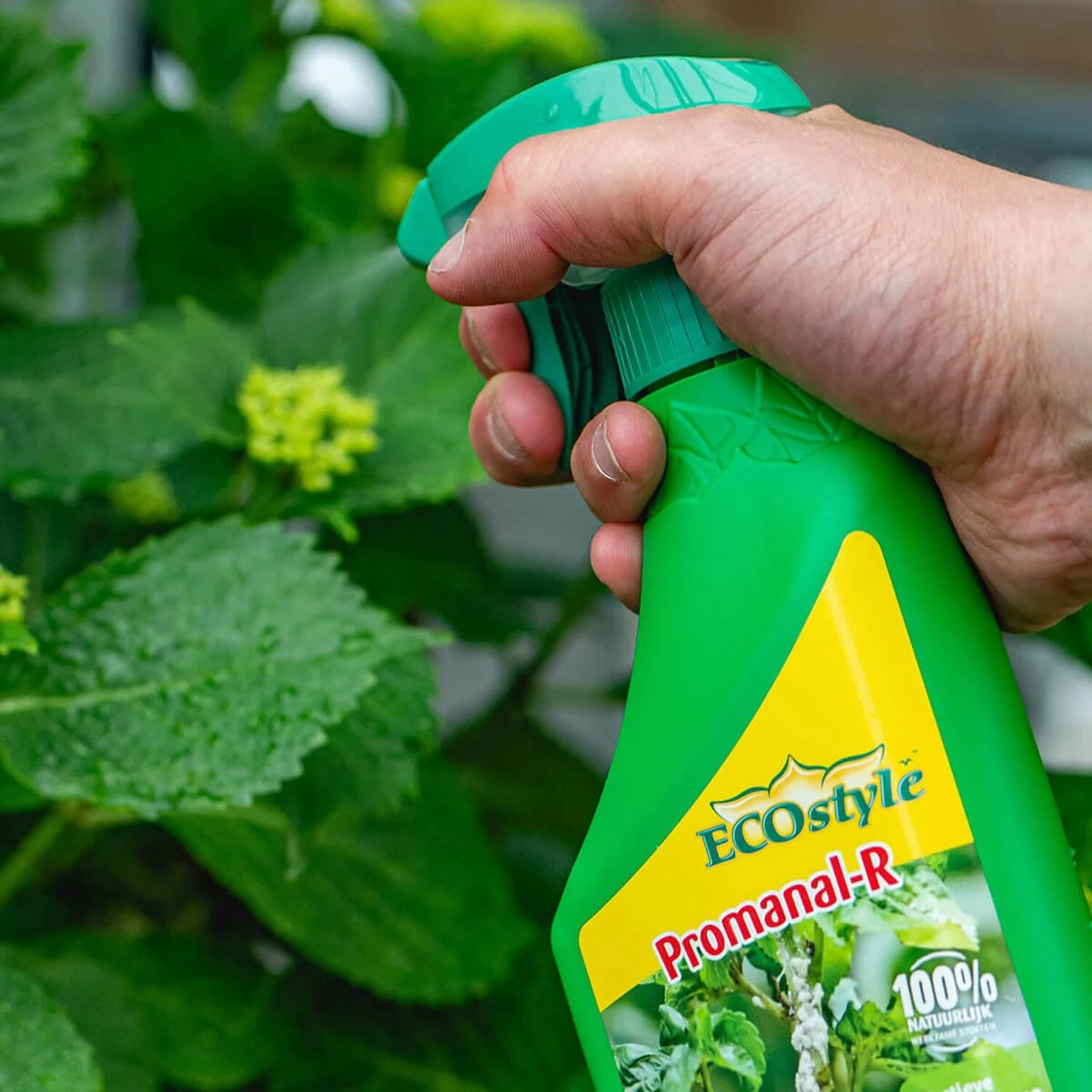 ECOstyle Promanal-R Spray Gebruiksklaar - Insecten Bestrijdingsmiddel Voor Spint, Wolluis En Dopluis - Binnens- En Buitenshuis- 100% Plantaardig - 500 ML - Afbeelding 7