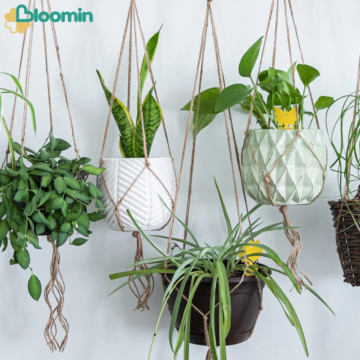 Bloomin Rouwvliegjes Bestrijden - Fruitvliegjes Vanger - Varenrouwmug Bestrijden - Vliegenvanger - Plak Klavertjes Tegen Rouwvliegen - Vangplaten - 12 Stuks - Afbeelding 2