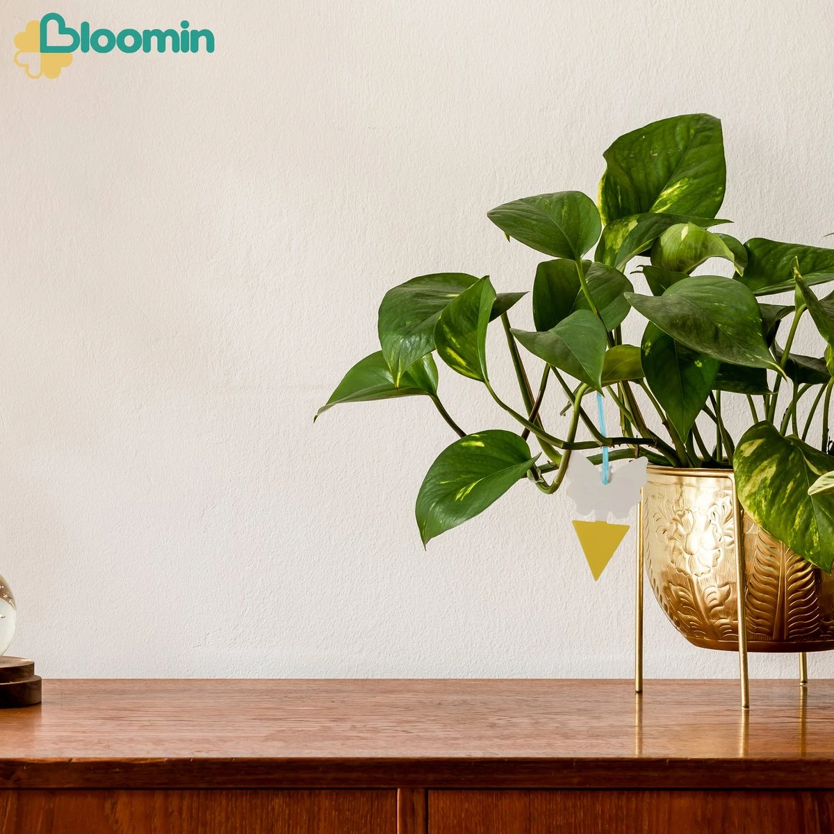 Bloomin Rouwvliegjes Bestrijden - Fruitvliegjes Vanger - Varenrouwmug Bestrijden - Vliegenvanger - Plak Klavertjes Tegen Rouwvliegen - Vangplaten - 12 Stuks - Afbeelding 3