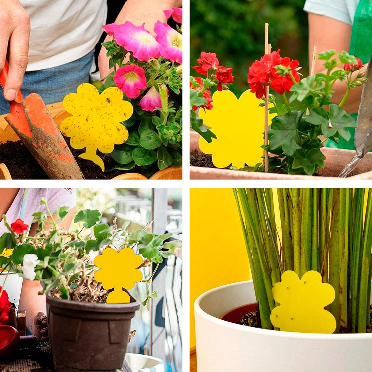 Plak Klavertjes Tegen Rouwvliegjes 48 Stuks - Rouwvliegjes Bestrijden - Varenrouwmug - Plakstrips - Vangkaarten - Vangplaten - Insectenval - Insectenvanger - Afbeelding 4