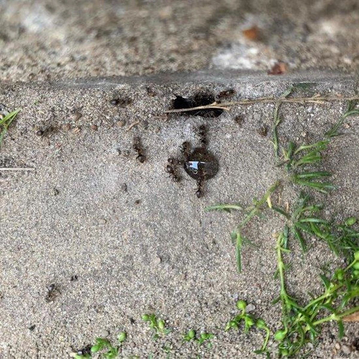 HomeGard Mierengel Gif In Spuittube 10 Gram - Afbeelding 2